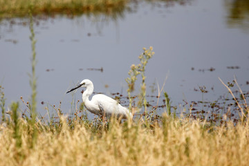 Great White Egret - Okavango Delta, Africa