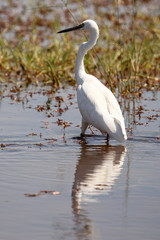 Great White Egret - Okavango Delta, Africa