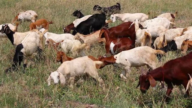 Flock of goats grazing green grass in the meadow,summer season