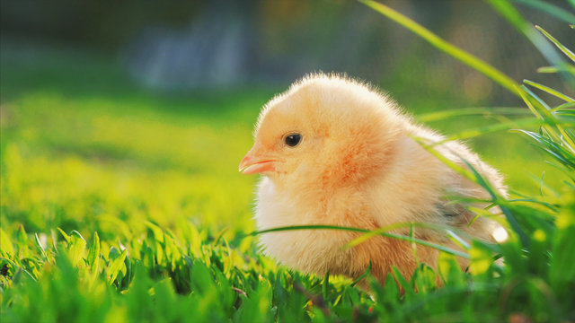little yellow chicken sitting in green grass, moving heads and pecking grass. Close up