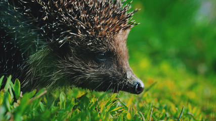 Sweet hedgehog in nature background. Natural light. Close up view.