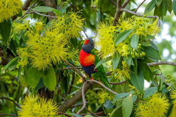 Rainbow lorikeet
