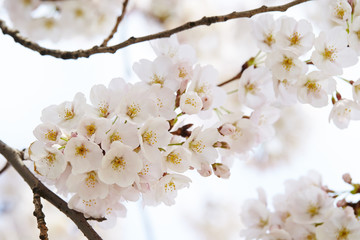 sakura