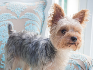 Small cute funny Yorkshire Terrier puppy dog stand on the luxury vintage chair and looking for something.