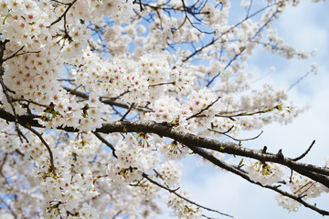 cherry blossoms 