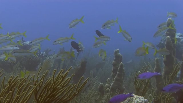 Yellowtail snapper in Caribbean sea