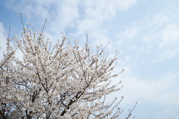 cherry blossoms 