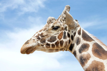 Portrait of one giraffe, the tallest living terrestrial animals and the largest ruminants. with blue cloudy sky background.