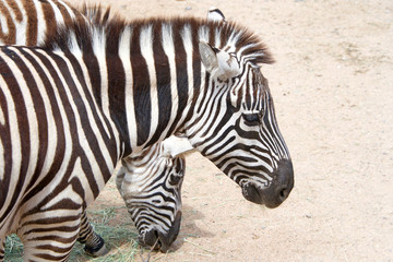 Fototapeta na wymiar Two zebras eating hay off the dusty ground. Zebras are several species of African equids (horse family) united by their distinctive black and white striped coats.