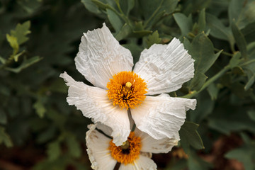 Obraz premium White Matilija poppy, Romneya trichocalyx, flower