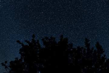 Silhouette of trees against the backdrop of night sky. Night sky with stars.