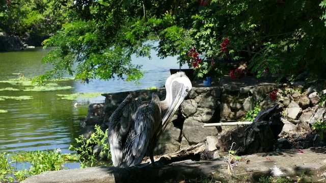 A pelican on the shore of the island