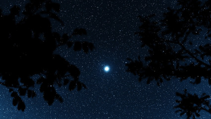 Fototapeta na wymiar Silhouette of trees against the backdrop of night sky. Night sky with stars.