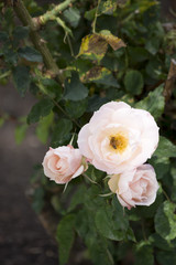 Obraz na płótnie Canvas Roses at Balboa Park in San Diego, California