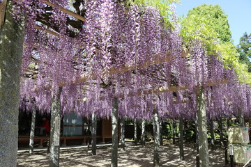 武蔵寺の藤（福岡県筑紫野市）