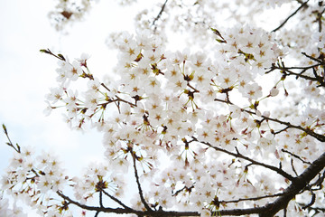 cherry blossoms 
