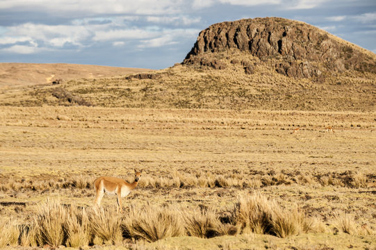 Cheerful adorable Vicugna looking at the camera in Reserva Nacional Pampa Galeras, Peru