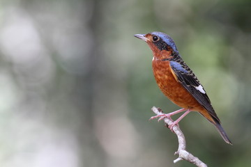 White-throated Rock-thrush