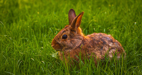 Rabbit relaxing in the grass