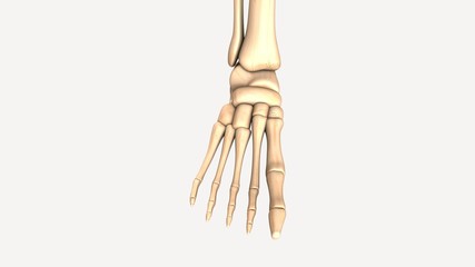 Obraz na płótnie Canvas 3d illustration human body feet bone
