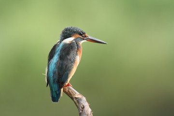 Common Kingfisher, alcedo atthis