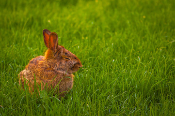 Rabbit relaxing in the grass