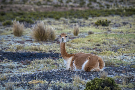 Cheerful adorable Vicugna looking at the camera in Reserva Nacional Pampa Galeras, Peru