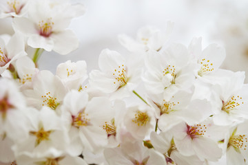 Naklejka na ściany i meble cherry blossoms