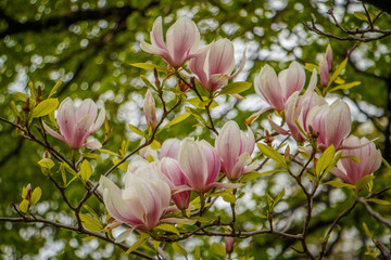 The beatiful pink bloom of magnolia, Canada