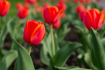 red tulip flower garden floral spring nature colors