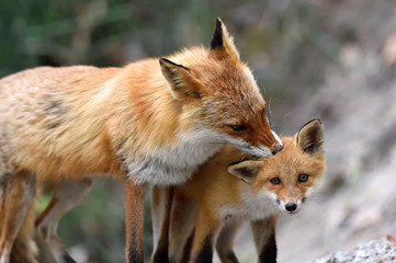 キタキツネの親子