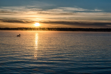 Obraz premium Pelican at Sunrise