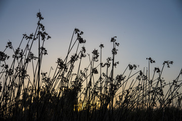 A silhouette of long grass with sunset