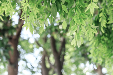 Green leaves background