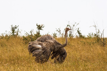 The female African ostrich with spread wings. Marriage dance. Kenya, Africa