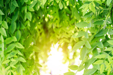 Green leaves background