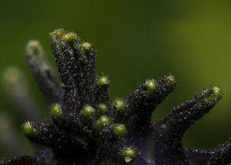 Weird purple flower macro