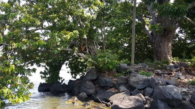 Monkey island on lake of Nicaragua