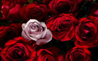 One pink rose with red roses