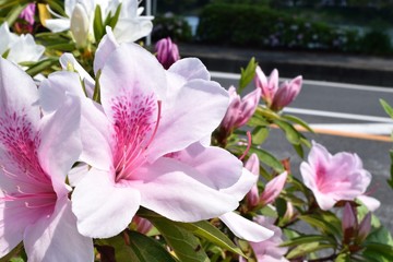 Obraz premium Tsutsuji