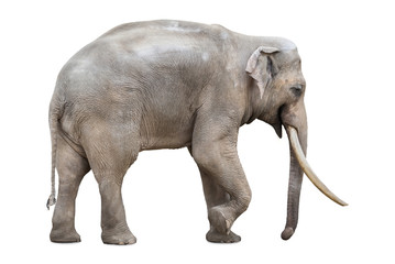 Large male elephant isolated on white
