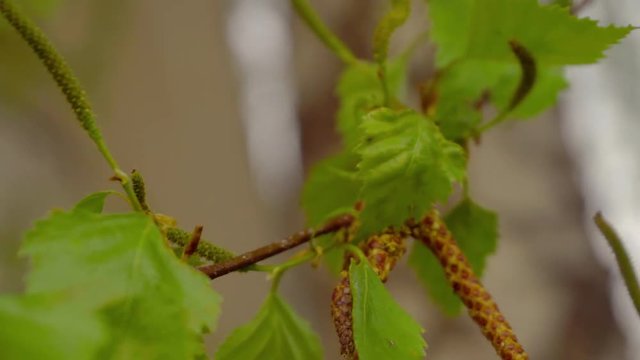 Birch twig with catkins