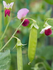 サヤエンドウ畑
