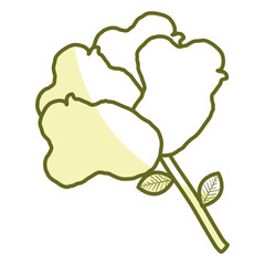 beautiful rose decoration icon vector illustration design