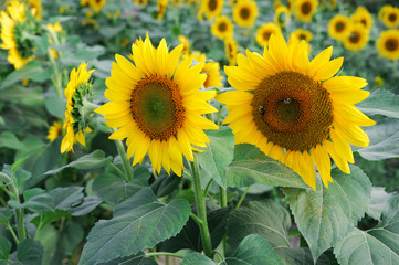 Fototapeta premium sunflower blooming in the field in summer