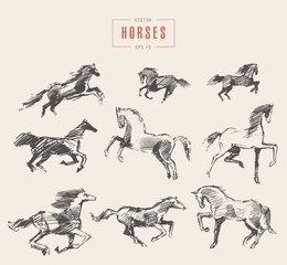 Set hand drawn horses vector illustration sketch