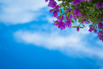 pink bougainvillea flowers against the blue sky background.