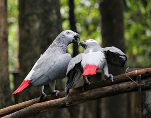 Obraz premium Pair of African grey parrots looking at each other Two red-tailed African grey parrots in a bonding moment while perched on the tree limbs