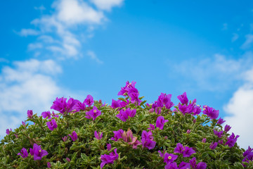 pink bougainvillea flowers against the blue sky background.