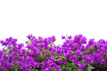 Fototapeta premium Pink blooming bougainvilleas isolate on white background.